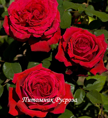 СЕРДЦЕ ДАНКО