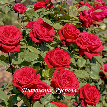 СЕРДЦЕ ДАНКО