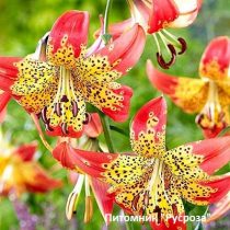 Лилия Кудреватая 