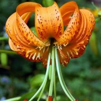 Лилия Кудреватая 