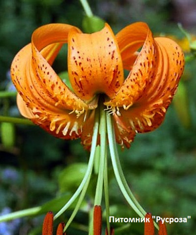 Лилия Кудреватая 