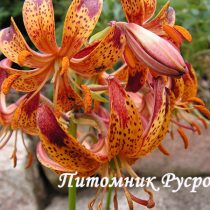 Лилия Кудреватая 