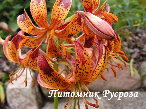 Лилия Кудреватая 