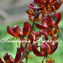 Лилия Кудреватая 