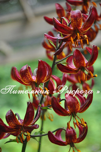 Лилия Кудреватая 