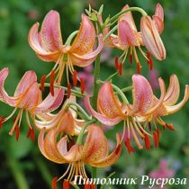 Лилия Кудреватая 