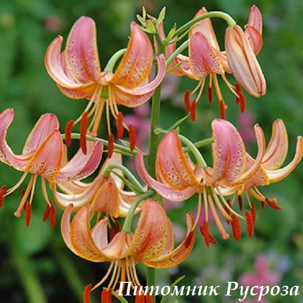 Лилия Кудреватая 