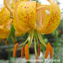 Лилия Кудреватая 