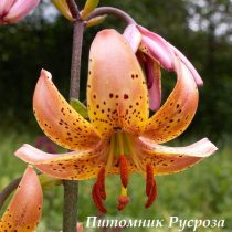 Лилия Кудреватая 