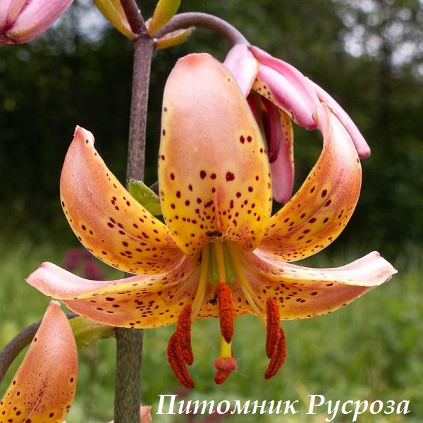 Лилия Кудреватая 