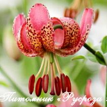 Лилия Кудреватая 