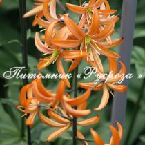 Лилия Кудреватая 