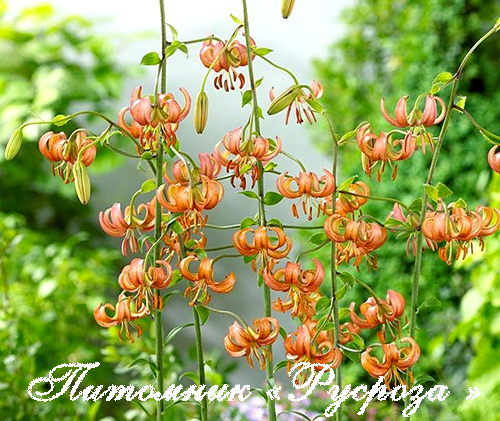 Лилия Кудреватая 