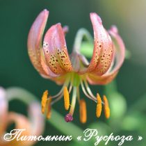 Лилия Кудреватая 