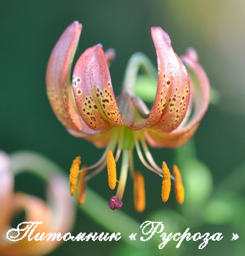 Лилия Кудреватая 