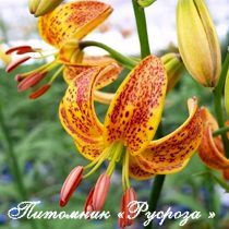 Лилия Кудреватая 