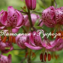 Лилия Кудреватая Martagon