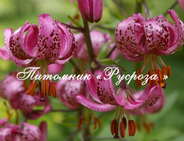 Лилия Кудреватая Martagon