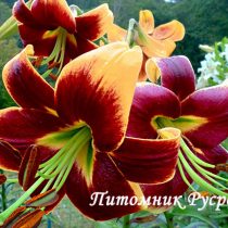 Лилия ОТ- гибрид 