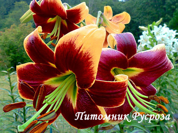 Лилия ОТ- гибрид 