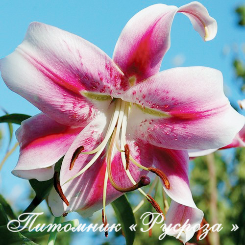 Лилия ОТ-гибрид 