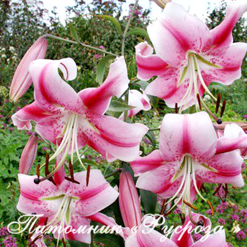 Лилия ОТ-гибрид 