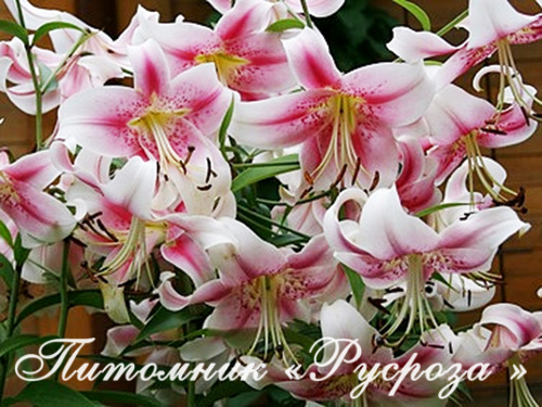 Лилия ОТ-гибрид 