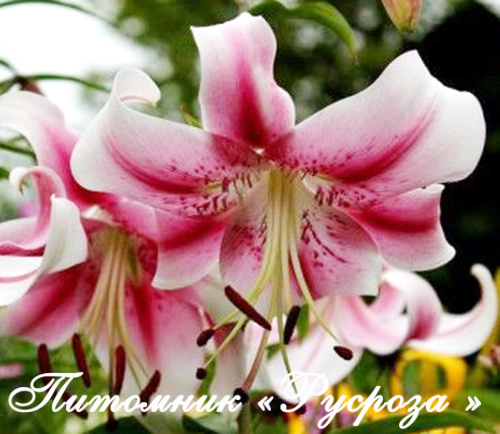 Лилия ОТ-гибрид 