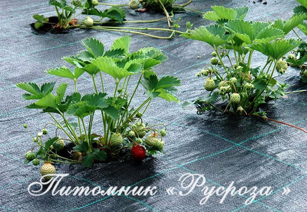 Мульчирующий синтетический материал (4.2м х 5м)