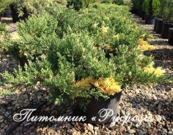 Можжевельник китайский 