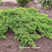 Можжевельник лежачий 