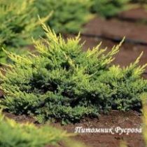 Можжевельник средний 