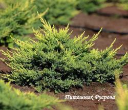 Можжевельник средний 