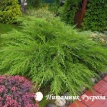 Можжевельник средний 