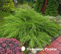 Можжевельник средний 