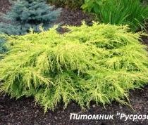 Можжевельник средний 