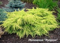 Можжевельник средний 