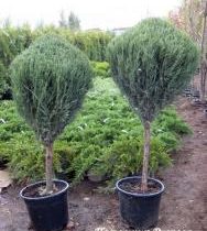 Можжевельник скальный 