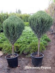 Можжевельник скальный 