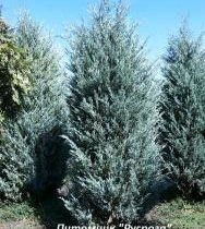 Можжевельник скальный 