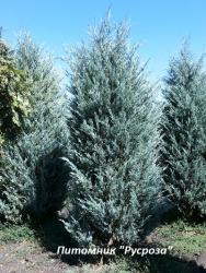 Можжевельник скальный 