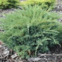 Можжевельник чешуйчатый 