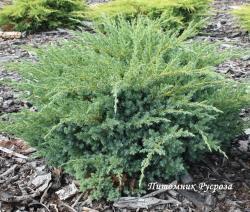 Можжевельник чешуйчатый 