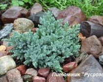 Можжевельник чешуйчатый 