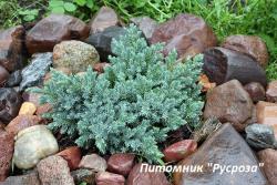 Можжевельник чешуйчатый 