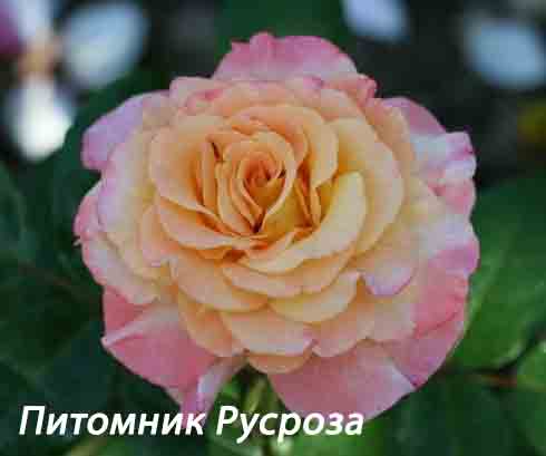 AQUARELL (TANELLQUA) ШТ 90-100
