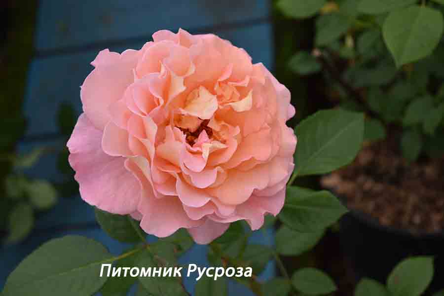 AQUARELL (TANELLQUA) ШТ 90-100