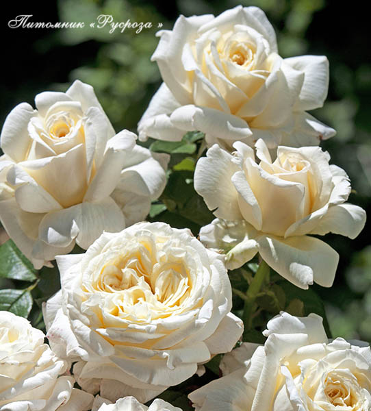 ARIANE DE ROTHSCHILD ШТ 90-110