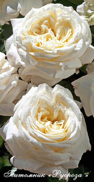 ARIANE DE ROTHSCHILD ШТ 90-110