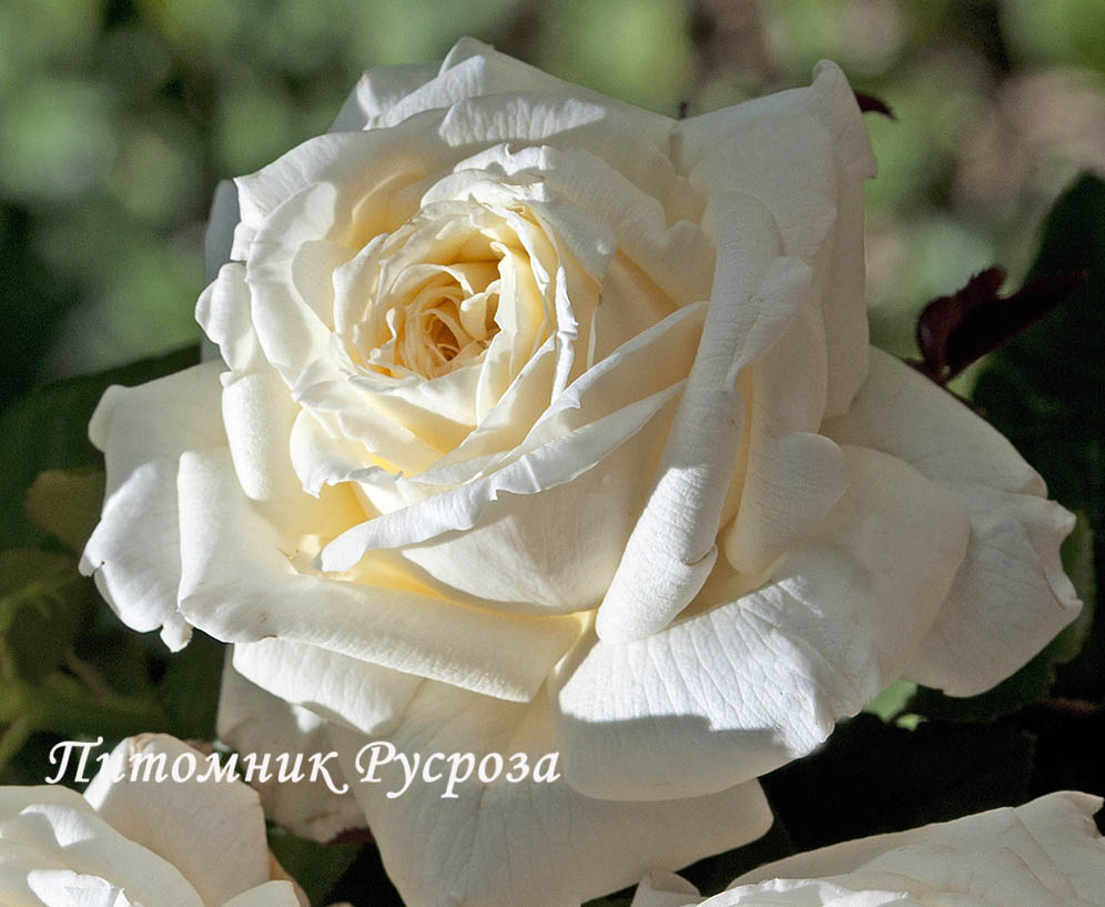 ARIANE DE ROTHSCHILD ШТ 90-110